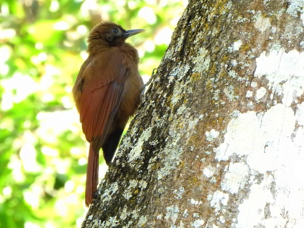 Грімпар сірощокий - ML647422884
