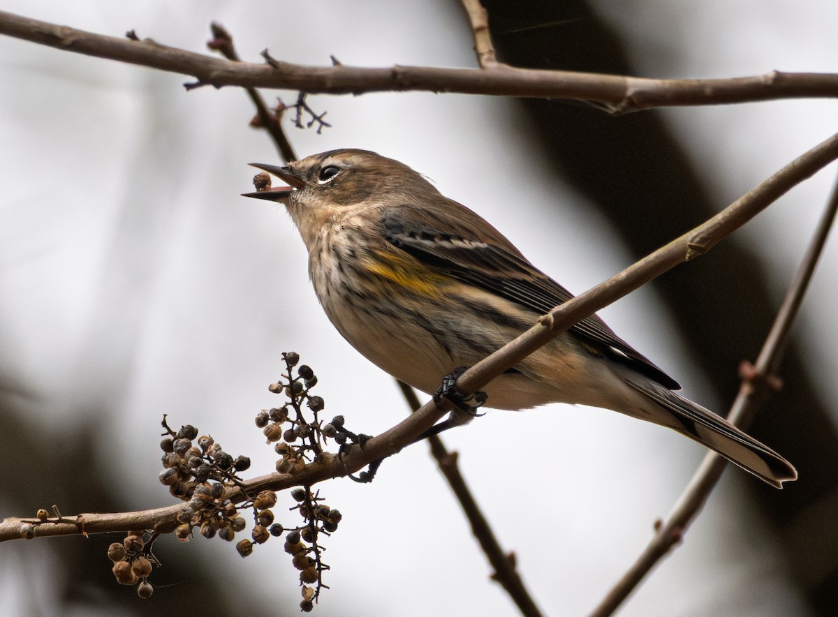 Пісняр-лісовик жовтогузий - ML647422885