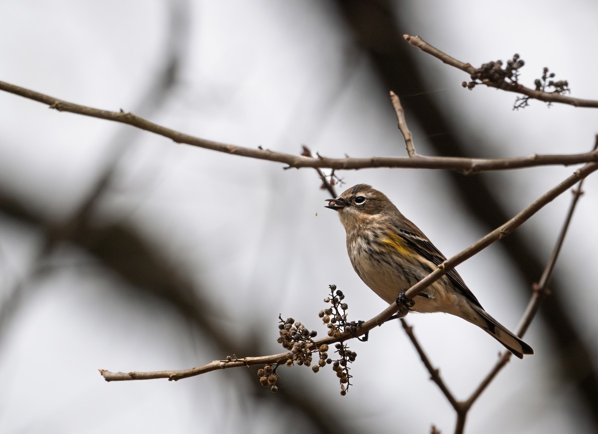 Пісняр-лісовик жовтогузий - ML647422886