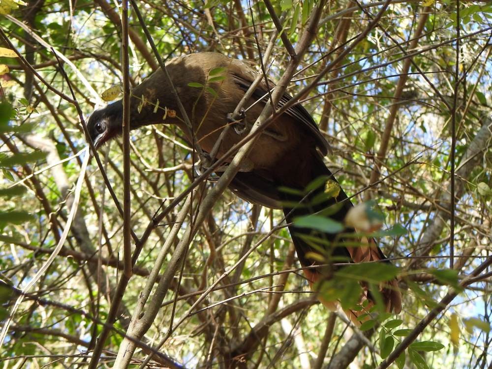 Чачалака рудогуза - ML647422887