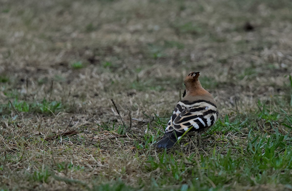 Одуд євразійський - ML647422889
