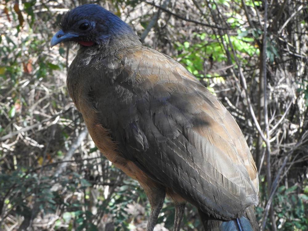 Чачалака рудогуза - ML647422890