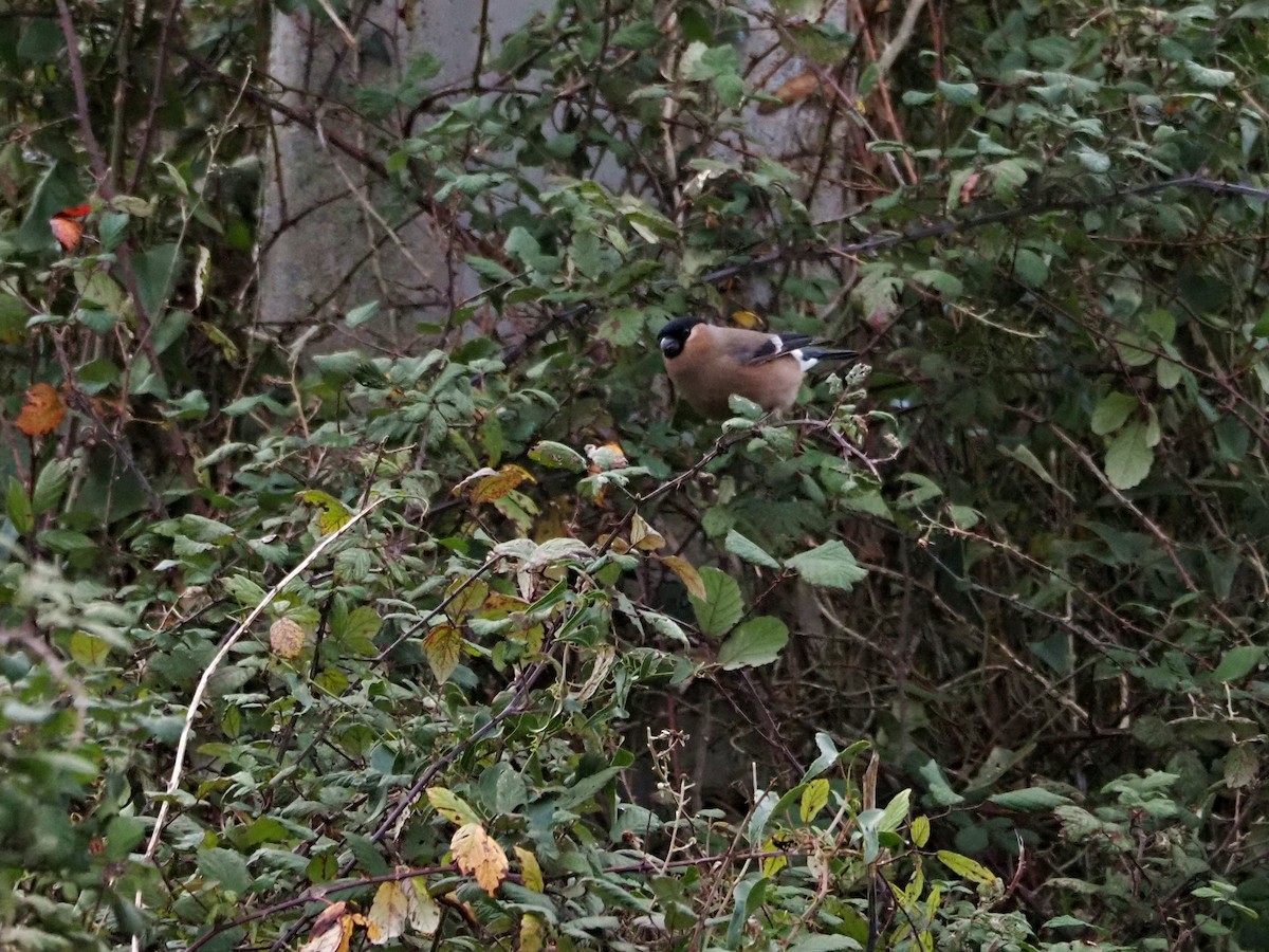 Снігур звичайний - ML647422891