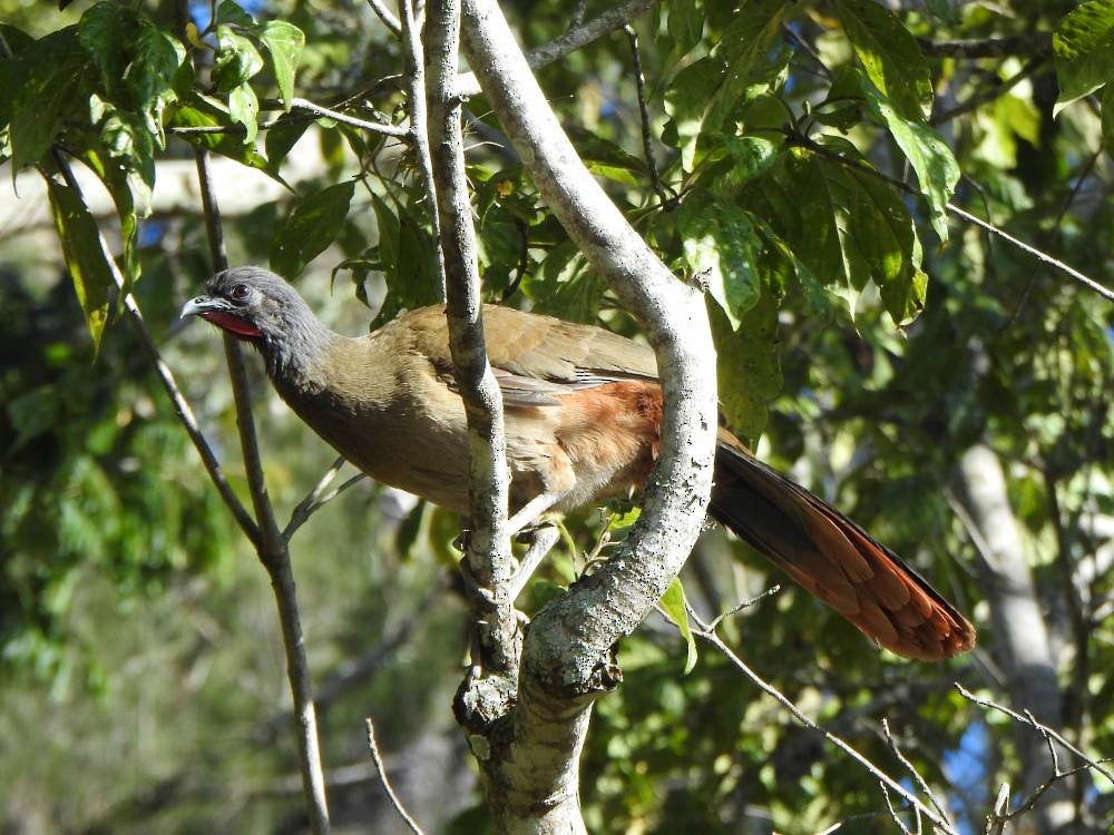 Чачалака рудогуза - ML647422892