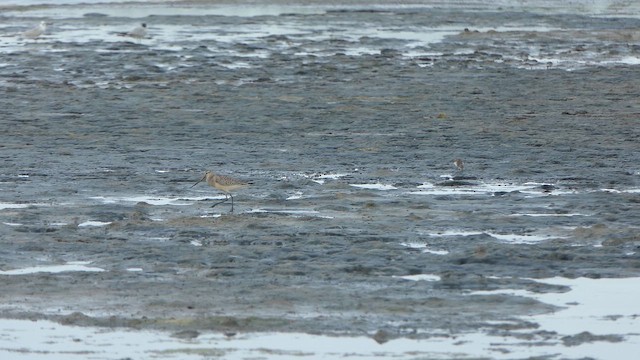 Грицик малий - ML647422893