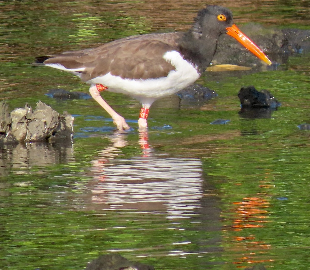 Кулик-сорока американський - ML647422894