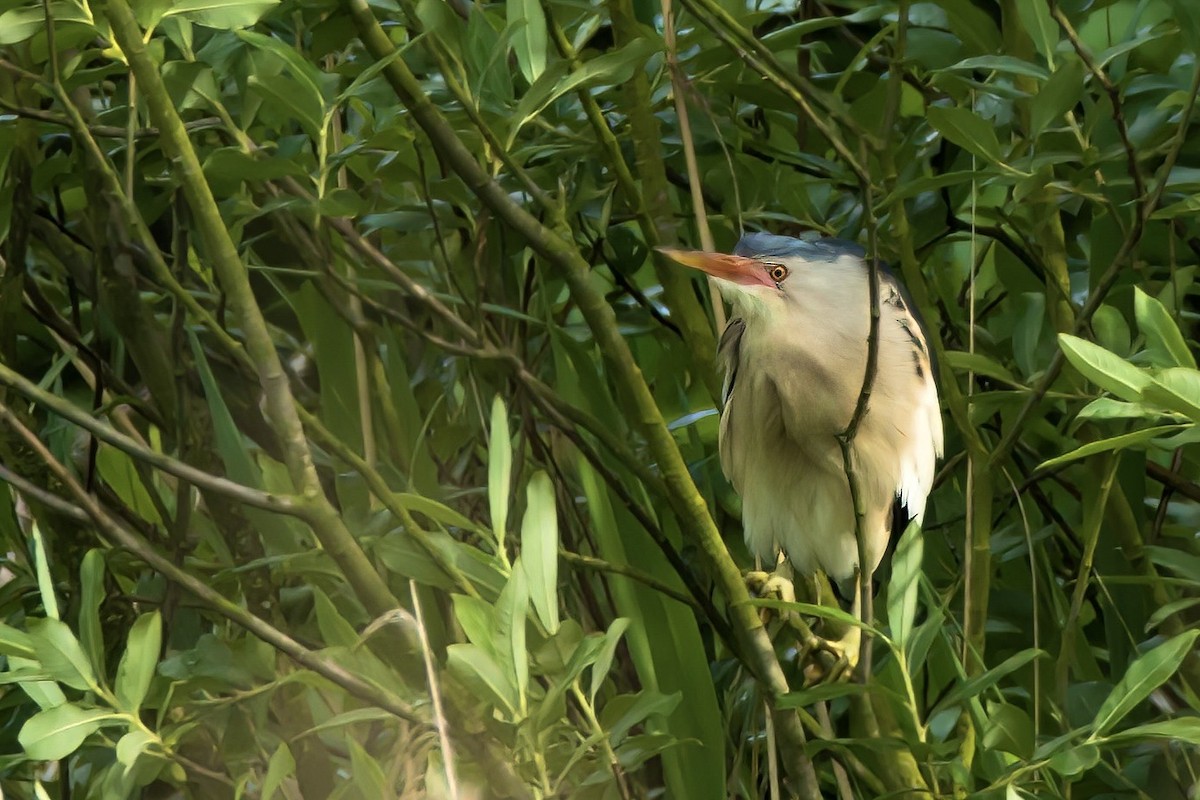 Бугайчик звичайний - ML647422903