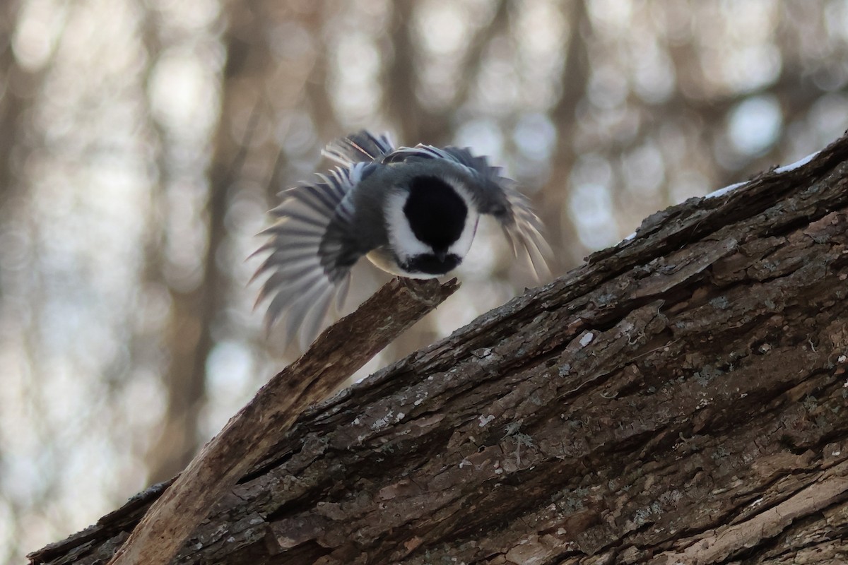 Гаїчка світлокрила - ML647422907