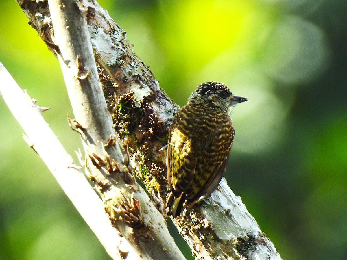 Lafresnaye's Piculet - ML647422910