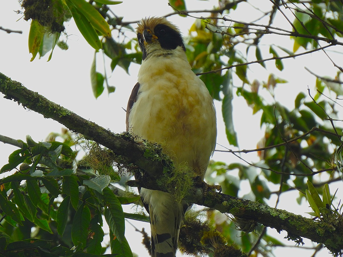 Laughing Falcon - ML647422922