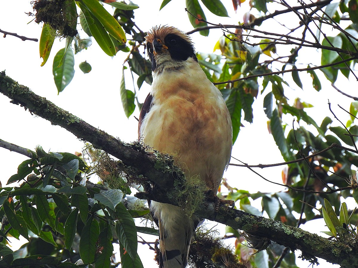 Макагуа - ML647422923