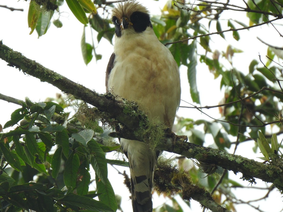 Laughing Falcon - ML647422924