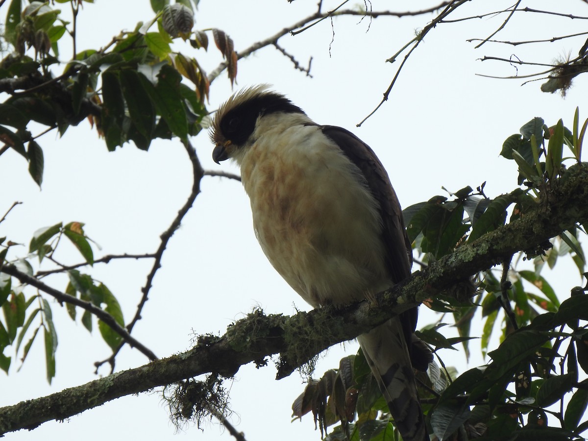 Laughing Falcon - ML647422925