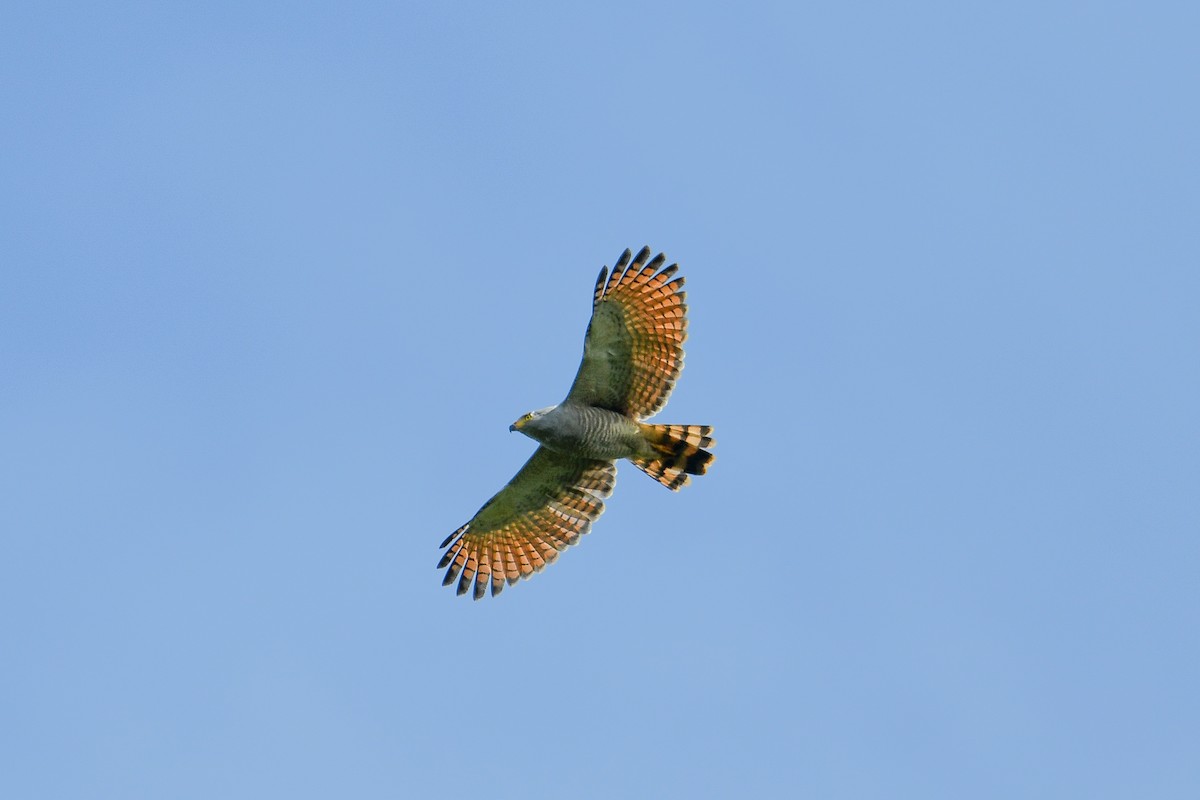 Roadside Hawk - ML647422927