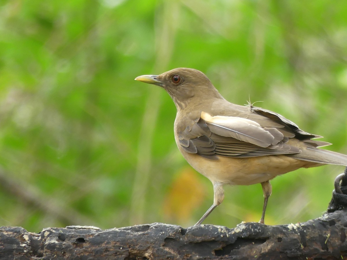 Merle fauve - ML647422953