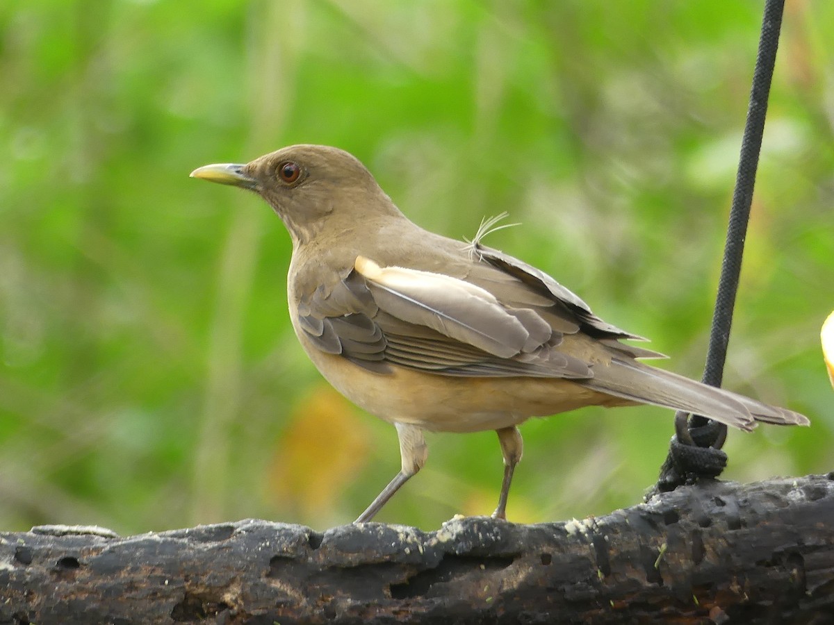 Merle fauve - ML647422954