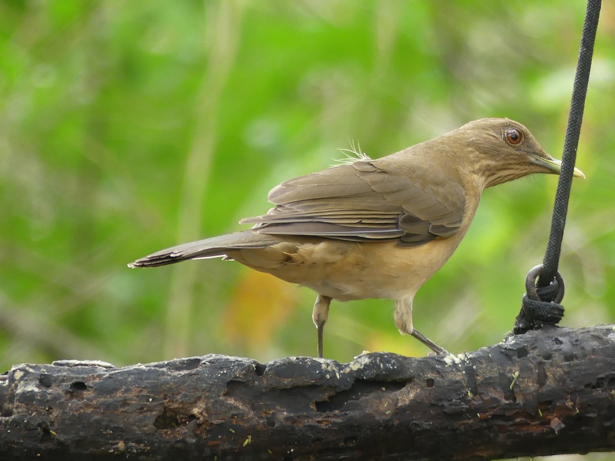 Merle fauve - ML647422955