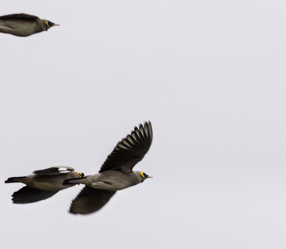 Wattled Starling - ML647422978