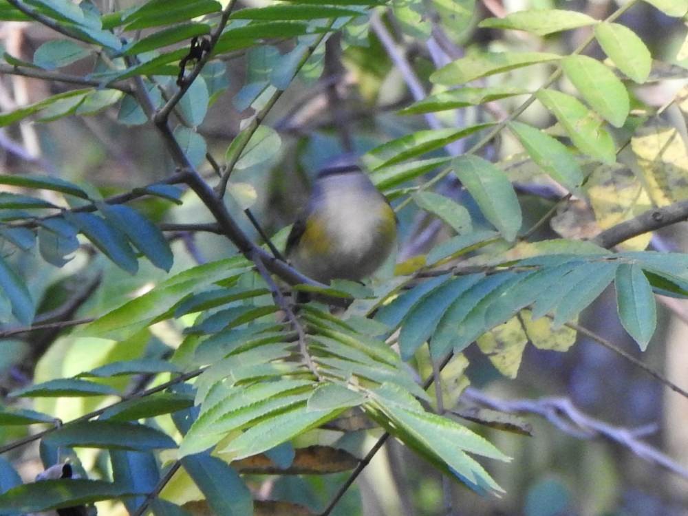 Горихвостковая древесница - ML647422980