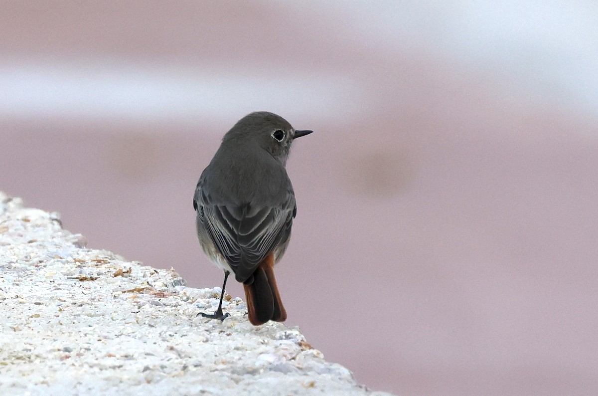 Black Redstart - ML647422982