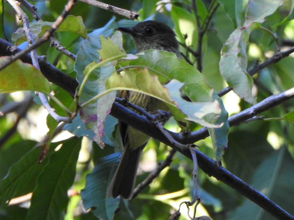 Olive-striped Flycatcher - ML647422988