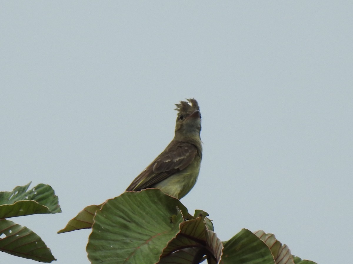 Mottle-backed Elaenia - ML647423004