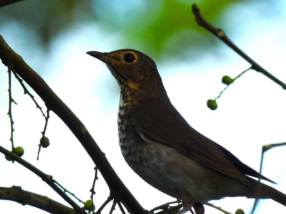 Swainson's Thrush - ML647423021