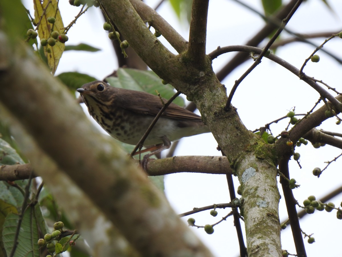 Swainson's Thrush - ML647423030