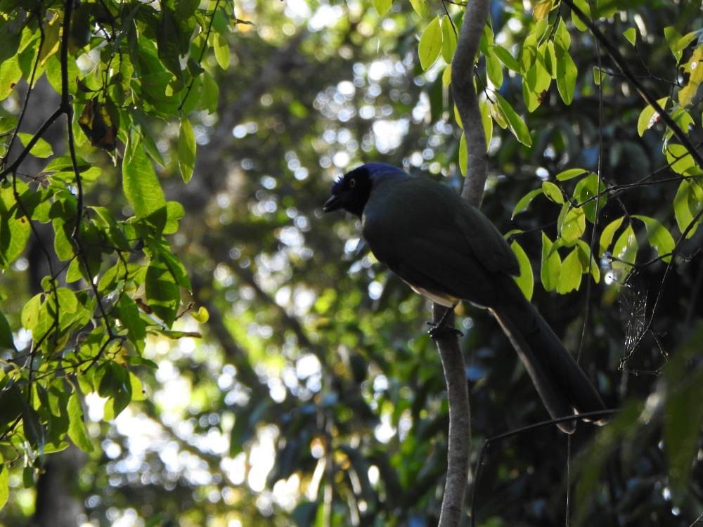 Inkablaurabe - ML647423037