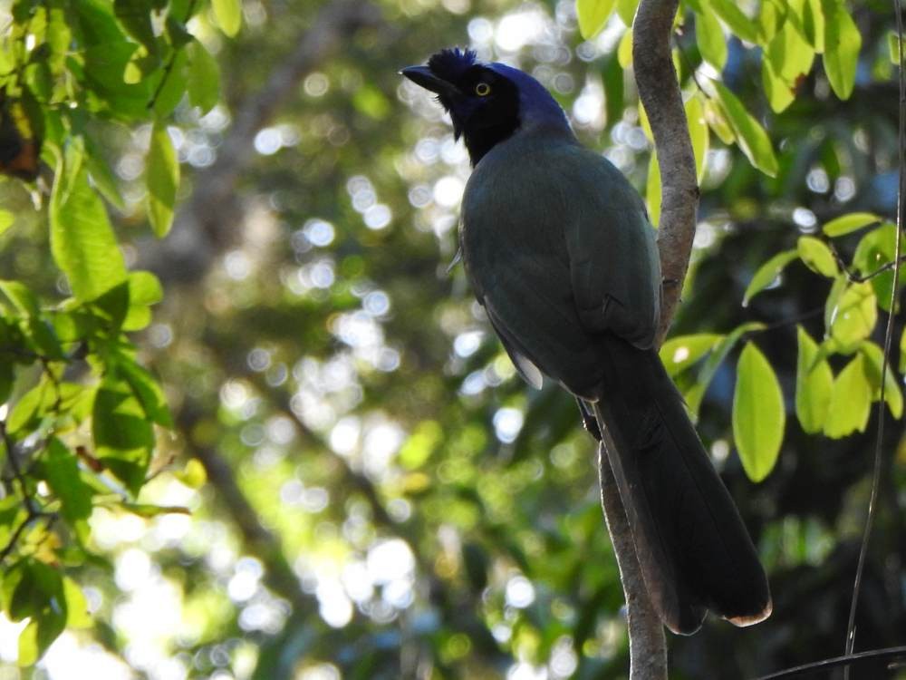 Inkablaurabe - ML647423040