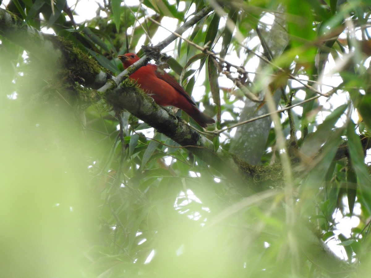 Summer Tanager - ML647423043