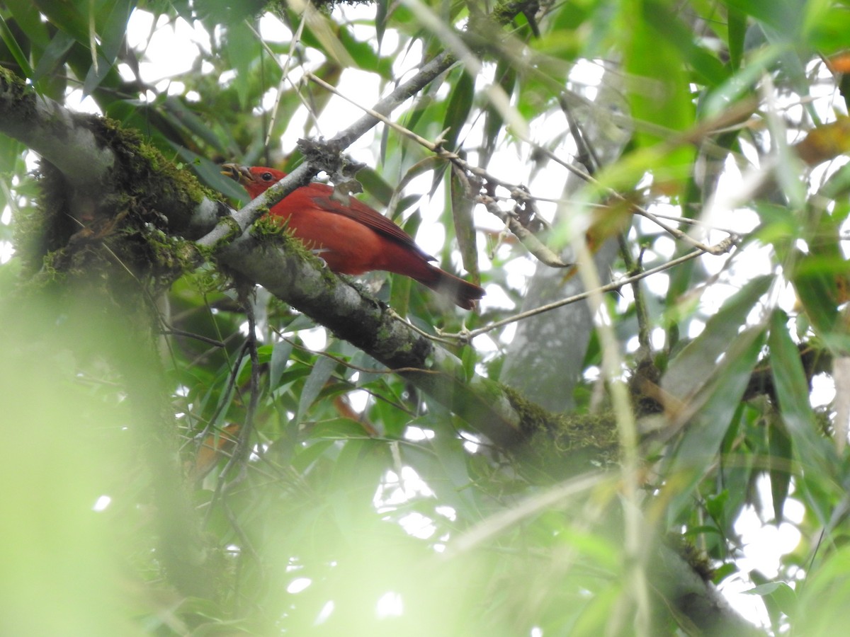 Summer Tanager - ML647423044