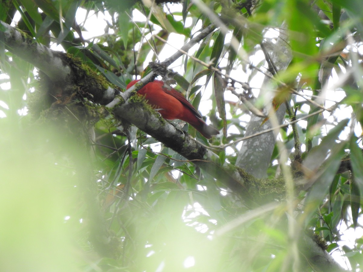 Summer Tanager - ML647423045