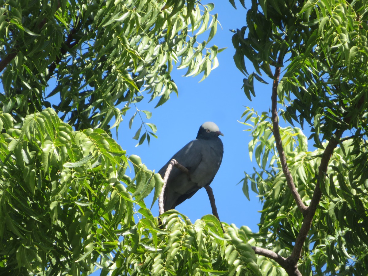 Ak Tepeli Güvercin - ML647423051