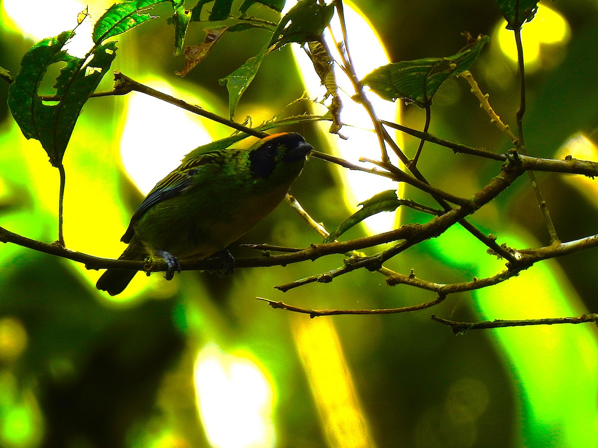 Green-and-gold Tanager - ML647423060