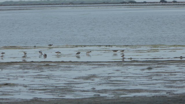 Common Redshank - ML647423061