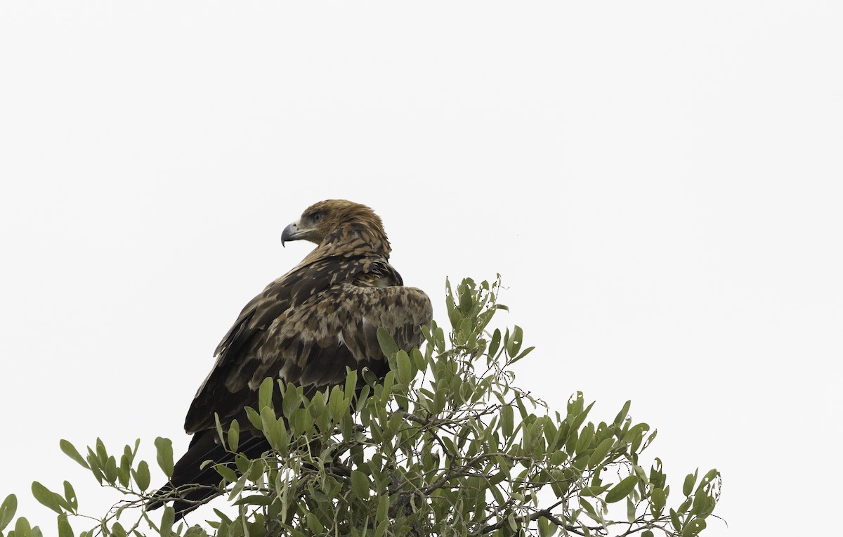 Tawny Eagle - ML647423071