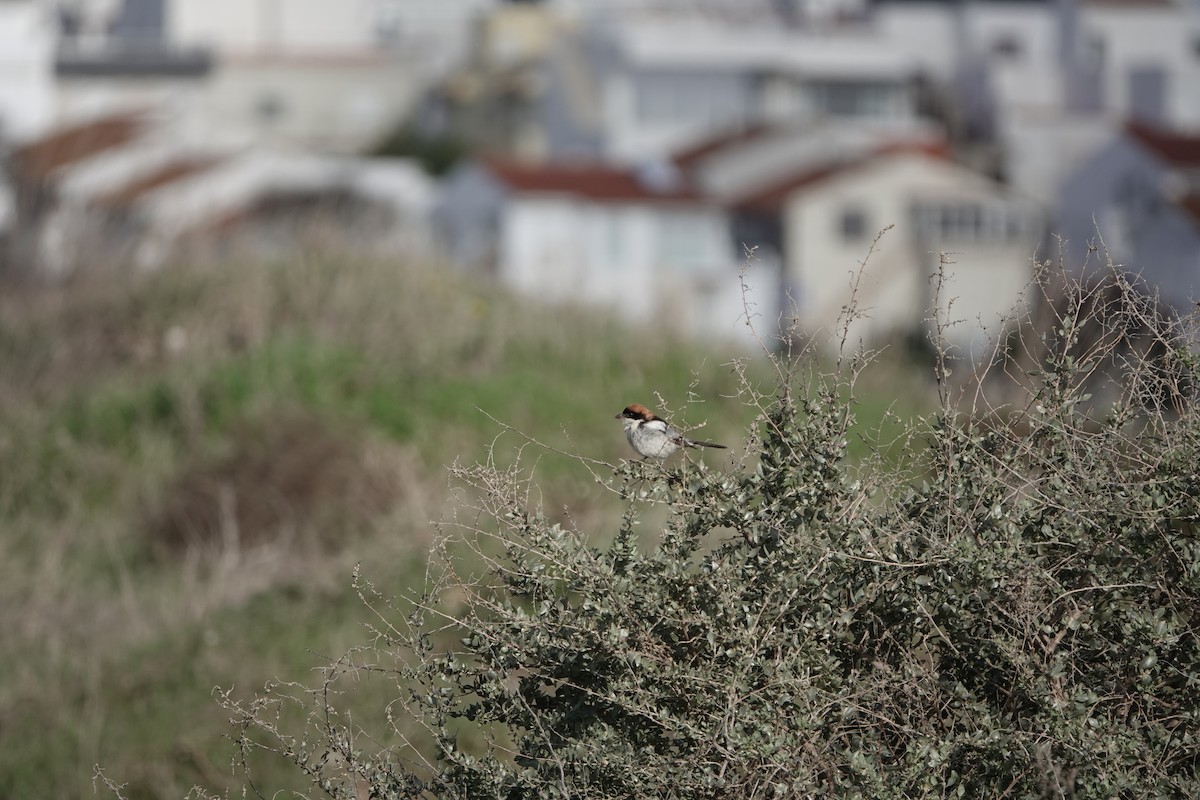 Woodchat Shrike - ML647423074