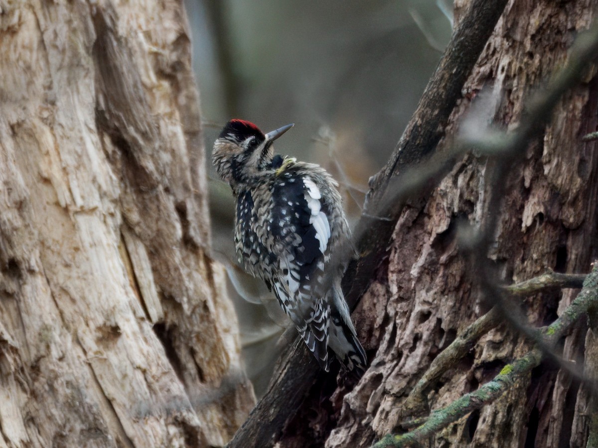 Yellow-bellied Sapsucker - ML647423077