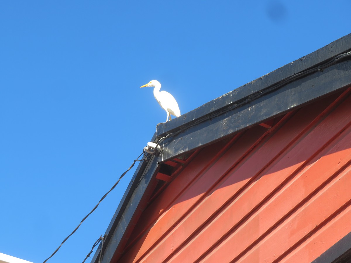 Sığır Balıkçılı - ML647423078