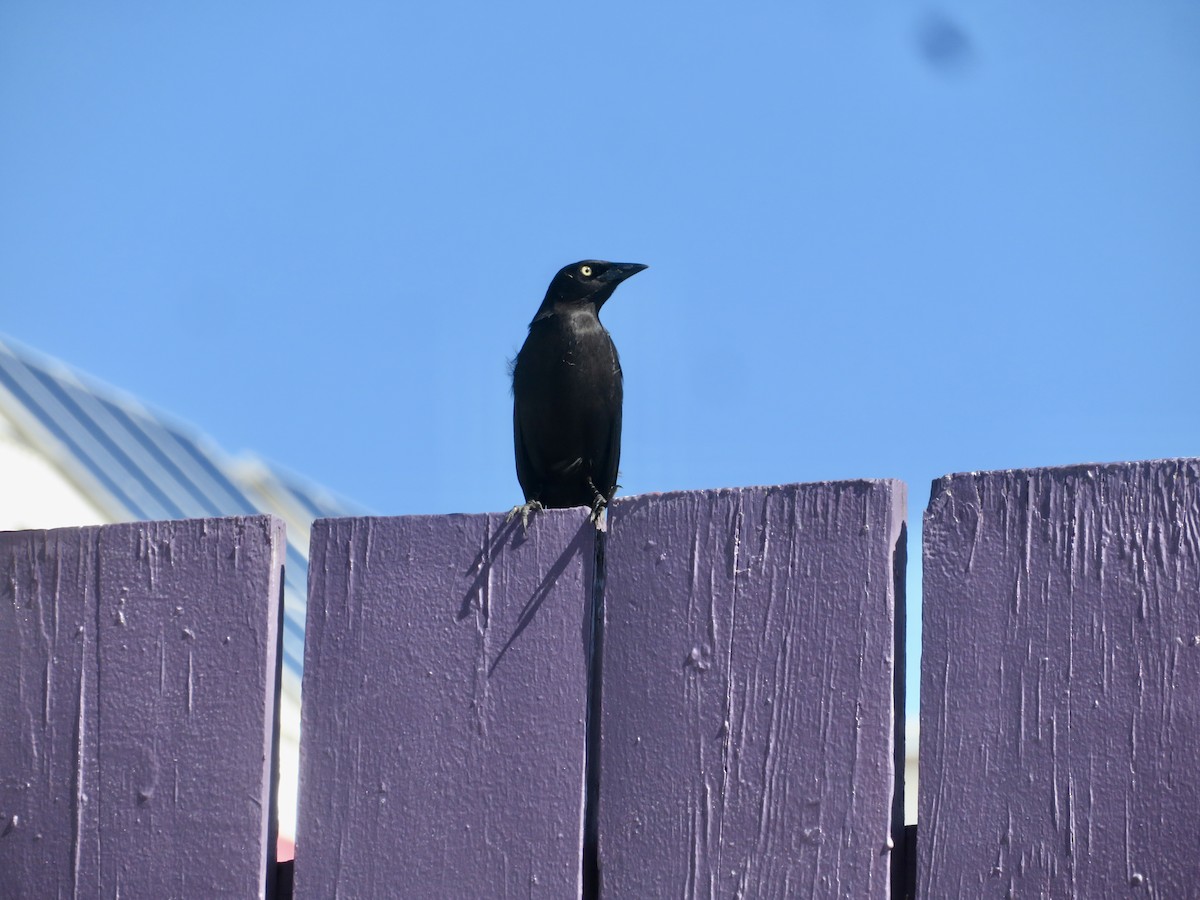 Karayip Kiskalı - ML647423081