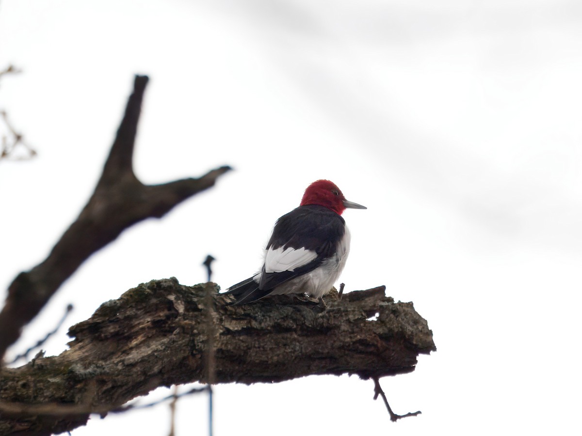 Red-headed Woodpecker - ML647423100