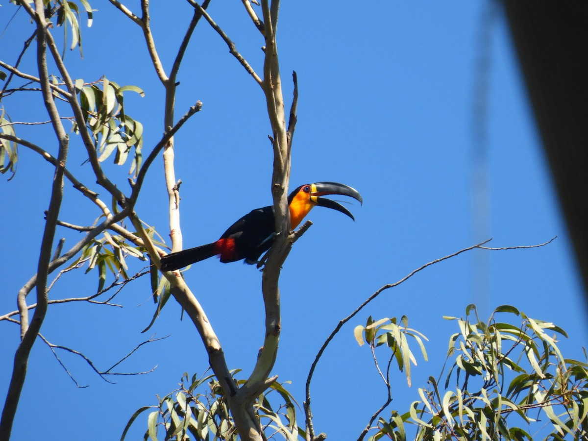 Channel-billed Toucan - ML647423109