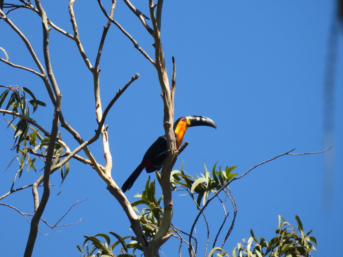 Channel-billed Toucan - ML647423110