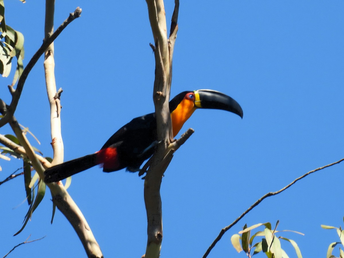 Channel-billed Toucan - ML647423111