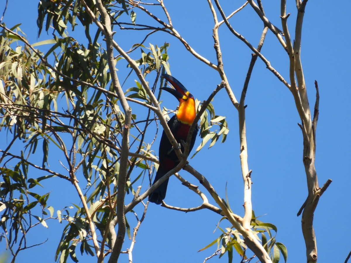 Channel-billed Toucan - ML647423112