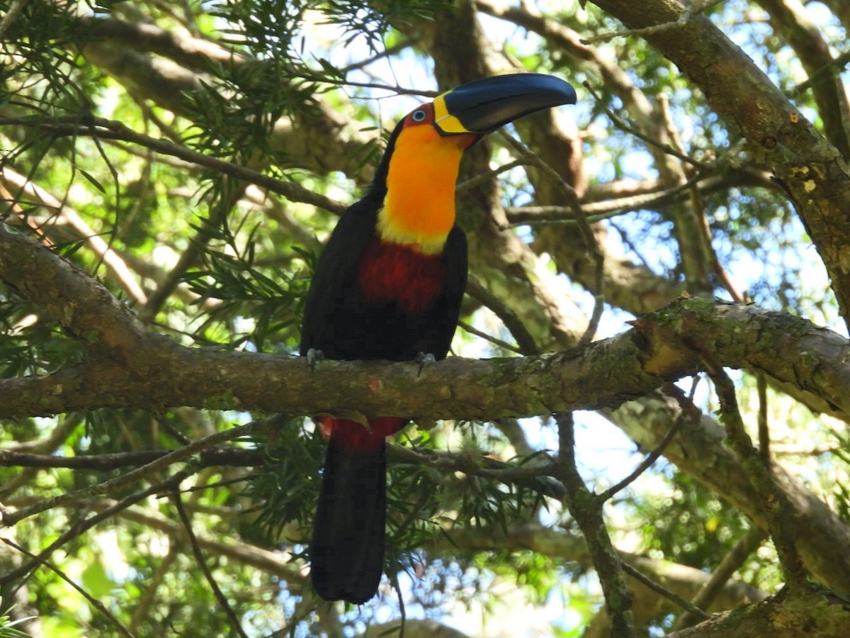 Channel-billed Toucan - ML647423113