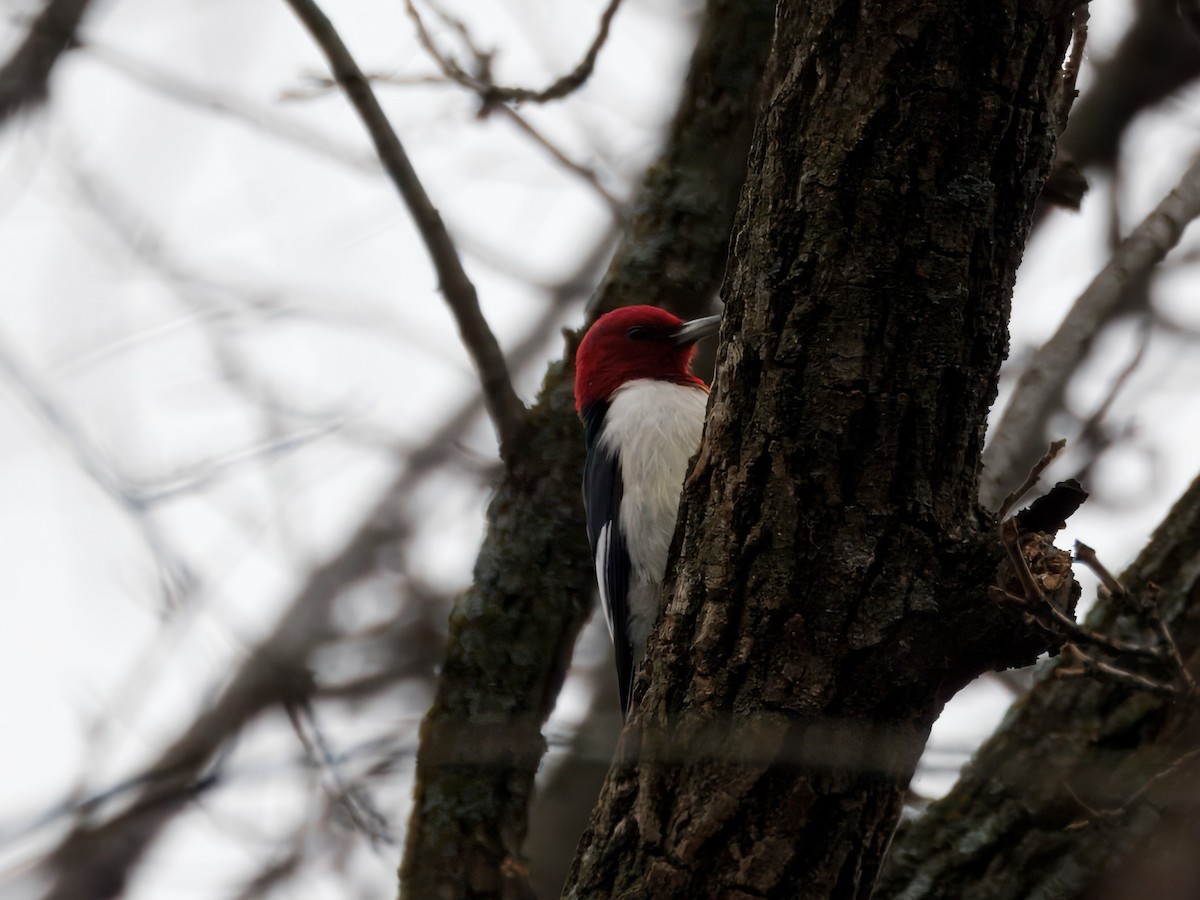 Red-headed Woodpecker - ML647423115