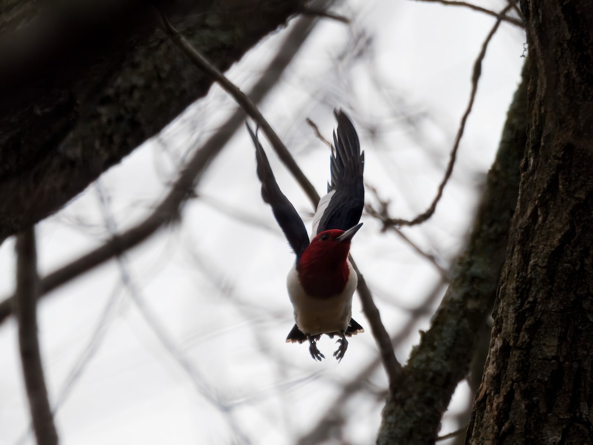 Red-headed Woodpecker - ML647423116