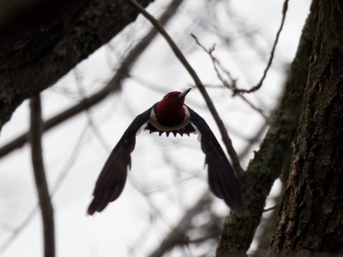 Red-headed Woodpecker - ML647423117